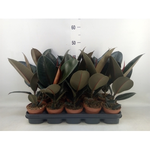 Ficus elastica 'Abidjan'