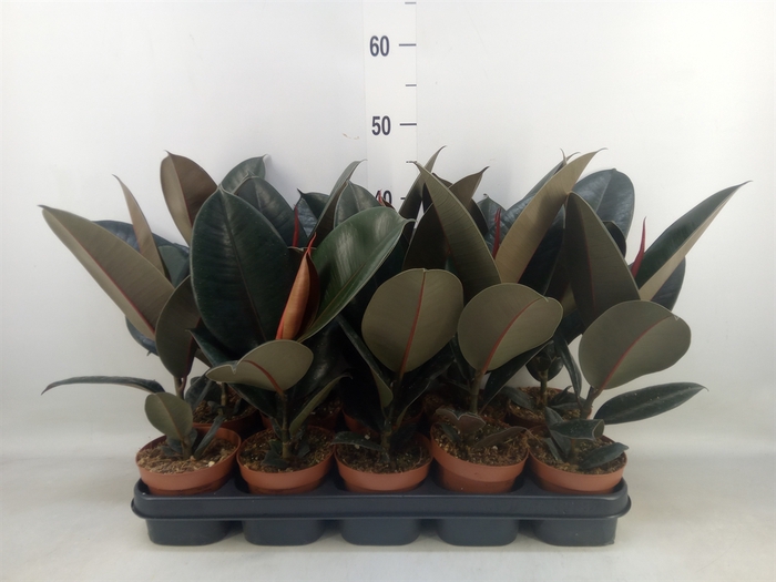 <h4>Ficus elastica 'Abidjan'</h4>
