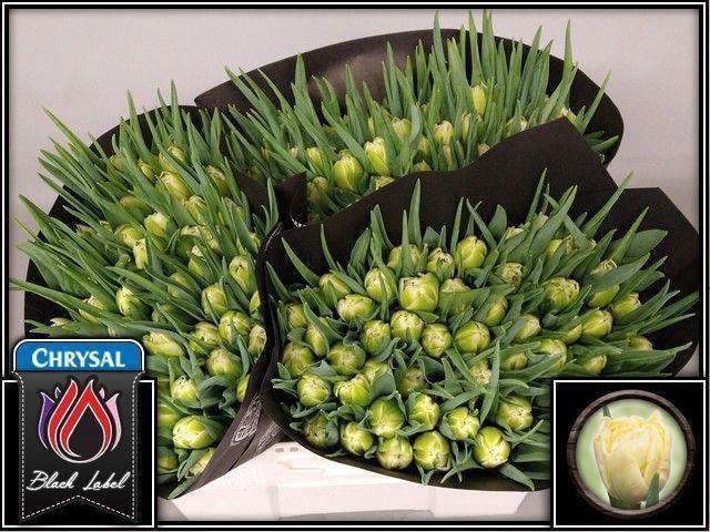 <h4>TU DUB AVANT GARDE TU DU AVANT GARD</h4>