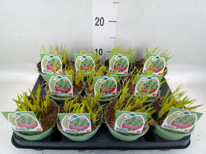 <h4>Fritillaria michailovskyi</h4>