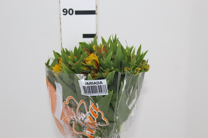 <h4>ALSTROEMERIA SENNA 080 CM</h4>