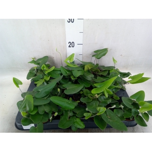 Hemionitis arifolia