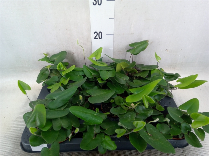 <h4>Hemionitis arifolia</h4>