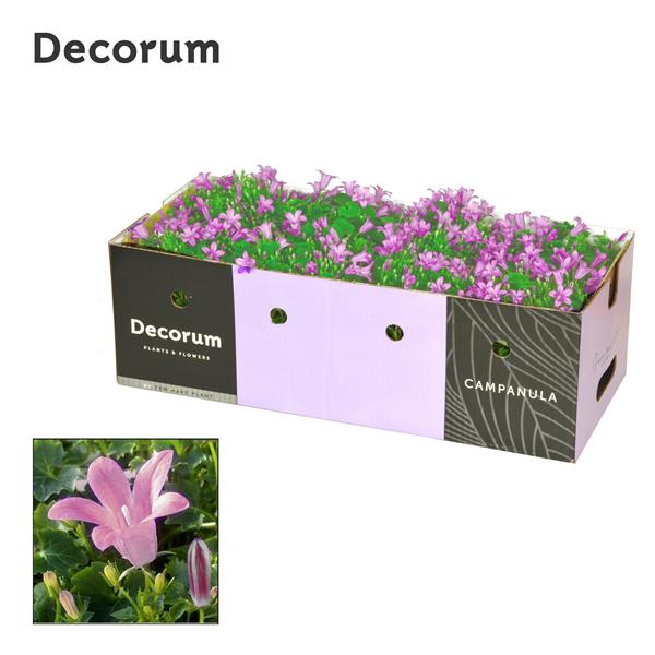 <h4>Campanula Porto Pink Decobox</h4>