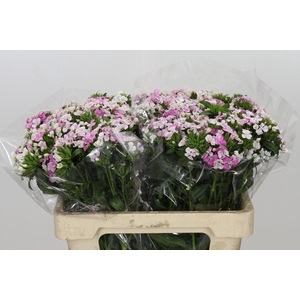 Dianthus Br Amazon Rose Magic