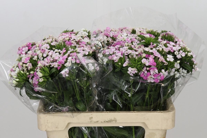 <h4>Dianthus Br Amazon Rose Magic</h4>