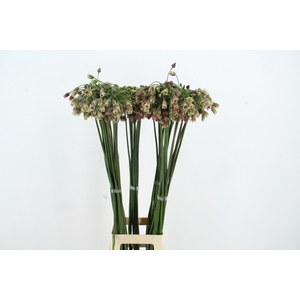 ALLIUM NECT SICULUM