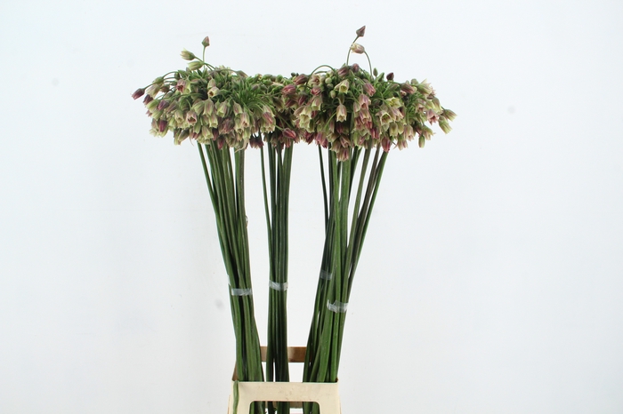 <h4>ALLIUM NECT SICULUM</h4>