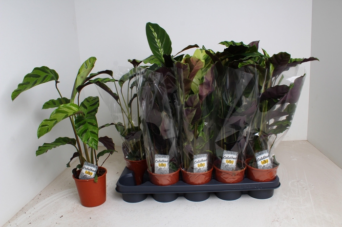 <h4>CALAT GEM 3 SRT</h4>