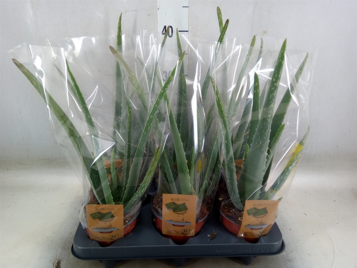 <h4>Aloe vera</h4>