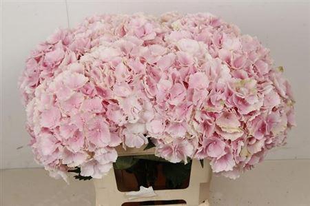 <h4>Hydr M Verena Rose</h4>