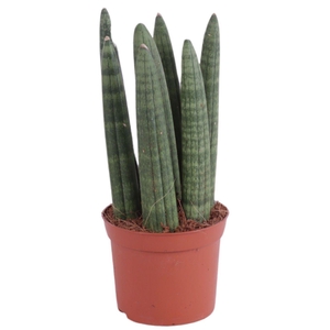 Sansevieria Cylindrica Straight 7 Leaf Ø8,5cm