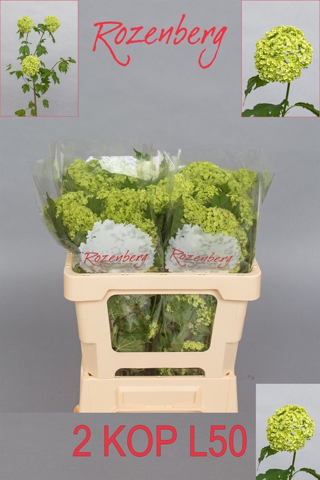 <h4>VIBURNUM ROSEUM ST</h4>