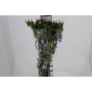 ALSTROEMERIA ALYNA 080 CM