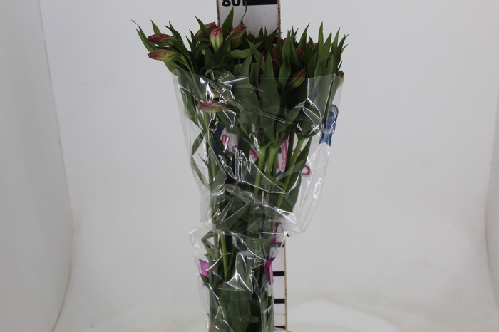 <h4>ALSTROEMERIA ALYNA 080 CM</h4>