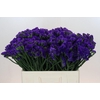 Limonium sinuatum Navy Sun Birds