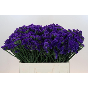 Limonium sinuatum Navy Sun Birds