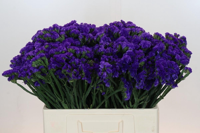 <h4>Limonium sinuatum Navy Sun Birds</h4>
