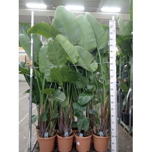 Strelitzia nicolai