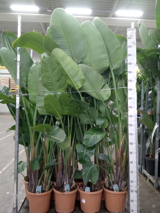 <h4>Strelitzia nicolai</h4>