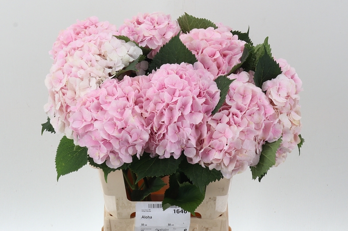<h4>Hydr M Ch Verena</h4>