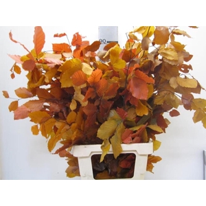 Deco Pres Beech Mix Autumn