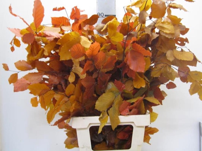 <h4>Deco Pres Beech Mix Autumn</h4>