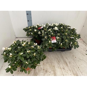 Rhodo Si Witte Vogel