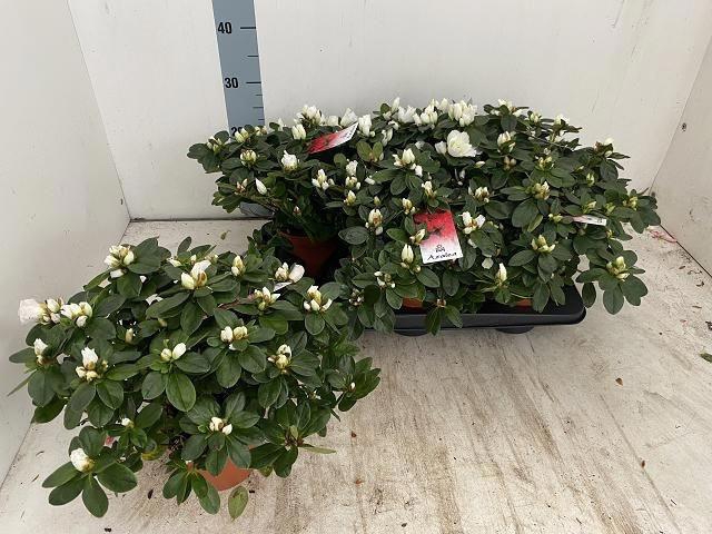 <h4>Rhodo Si Witte Vogel</h4>