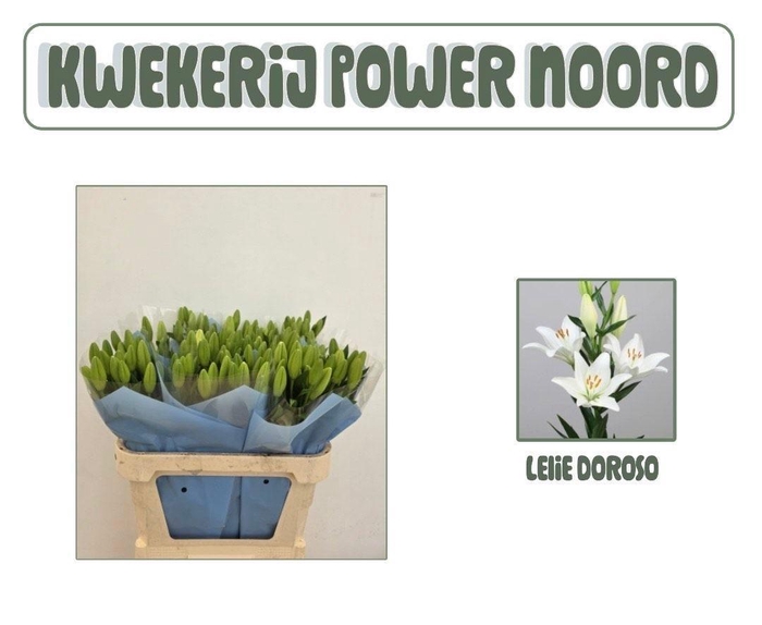 <h4>LI LA ALBIDONA</h4>