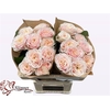 Rosa Garden Love Fountain