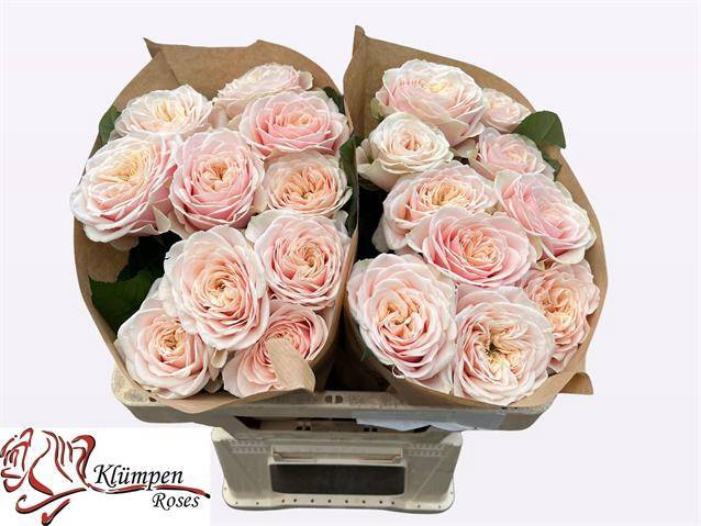 Rosa Garden Love Fountain
