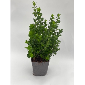 Buxus Newgen Freedom P13