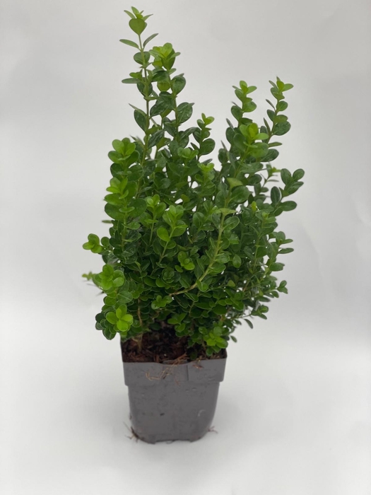 <h4>Buxus Newgen Freedom P13</h4>