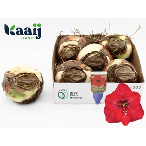 BLOEMBOL HIPPEASTRUM