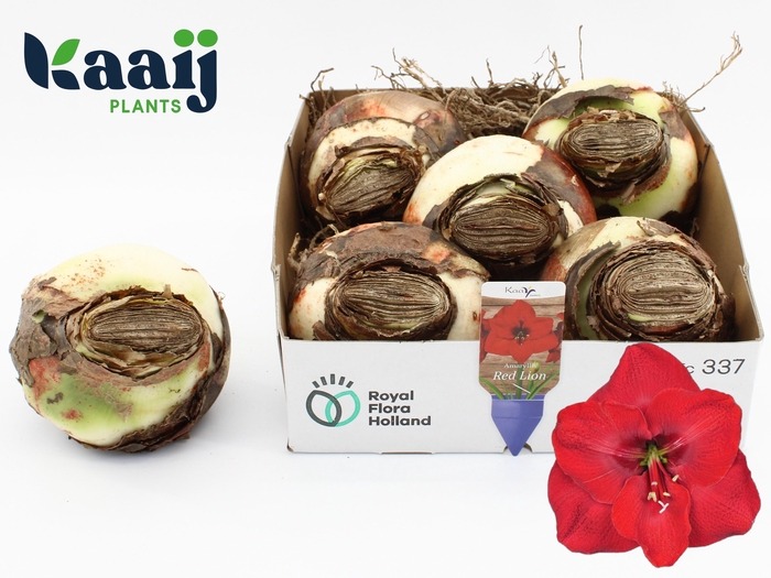 <h4>BLOEMBOL HIPPEASTRUM</h4>