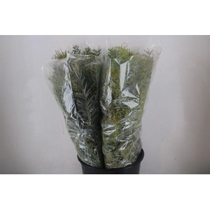 Mimosa Luna D'argento P Bunch