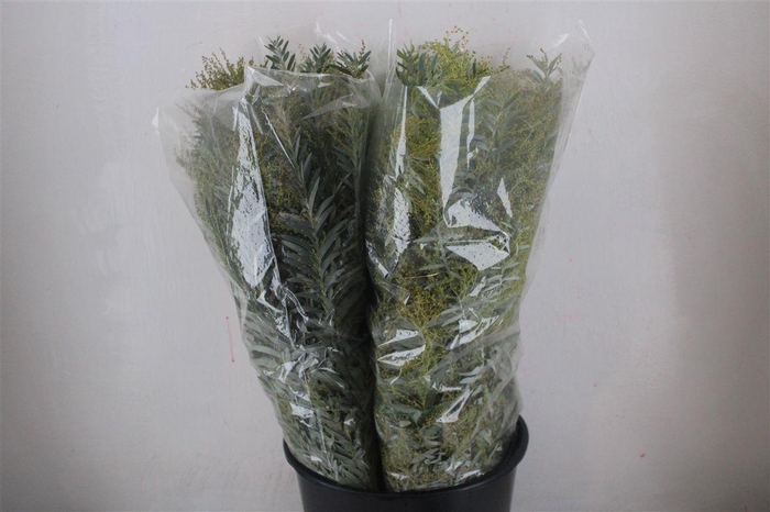 <h4>Mimosa Luna D'argento P Bunch</h4>