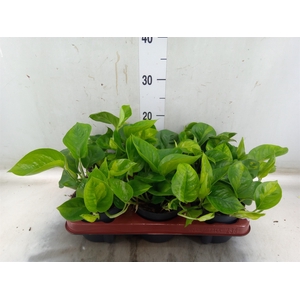 Epipremnum pinn. 'Global Green'