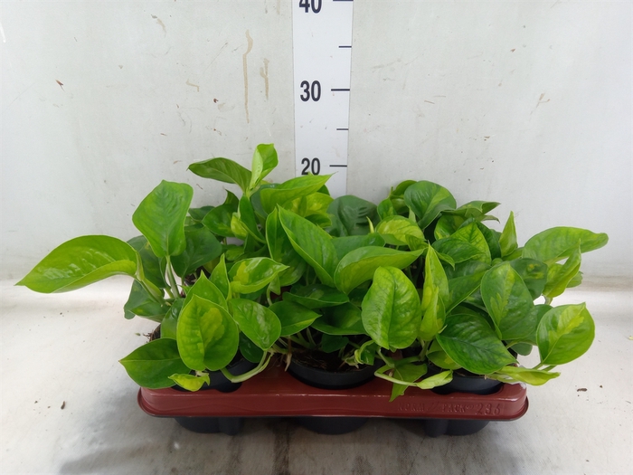 <h4>Epipremnum pinn. 'Global Green'</h4>