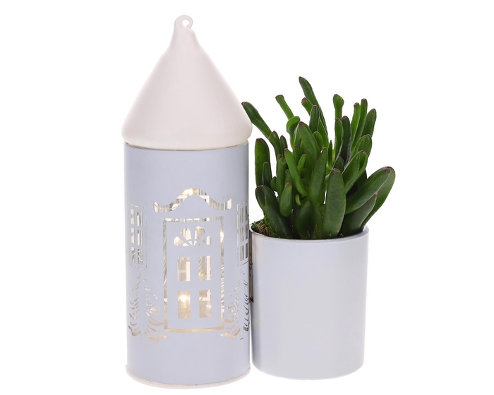 <h4>LED Duo glazen huis met Succulent</h4>