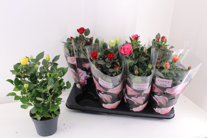 <h4>RO PATHIT GEM 6 SRT</h4>