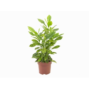 CROTON GOLD DUST P17