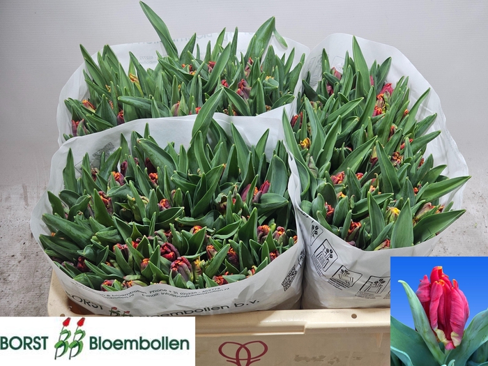 <h4>TU PA ABRACADABRA</h4>