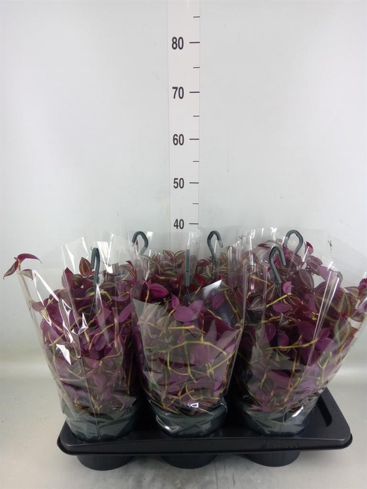 <h4>Tradescantia ...</h4>