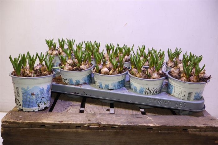 <h4>Muscar Blue Magic</h4>