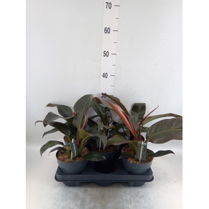 Philodendron  'Imperial Red'