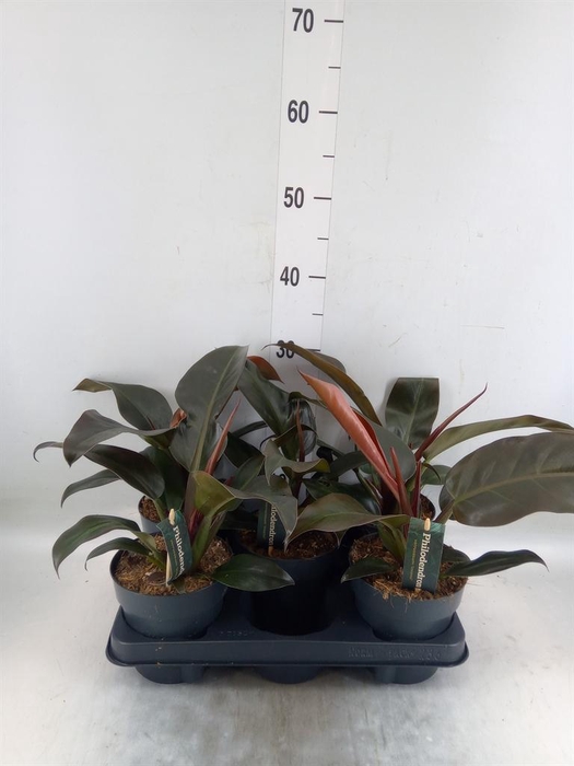 <h4>Philodendron  'Imperial Red'</h4>