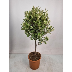 Olea Europaea Stem -1241