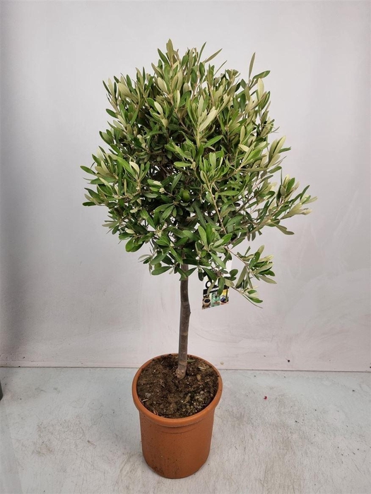 <h4>OLEA EUROPAEA</h4>